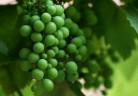酸葡萄 摄影 太白遗风